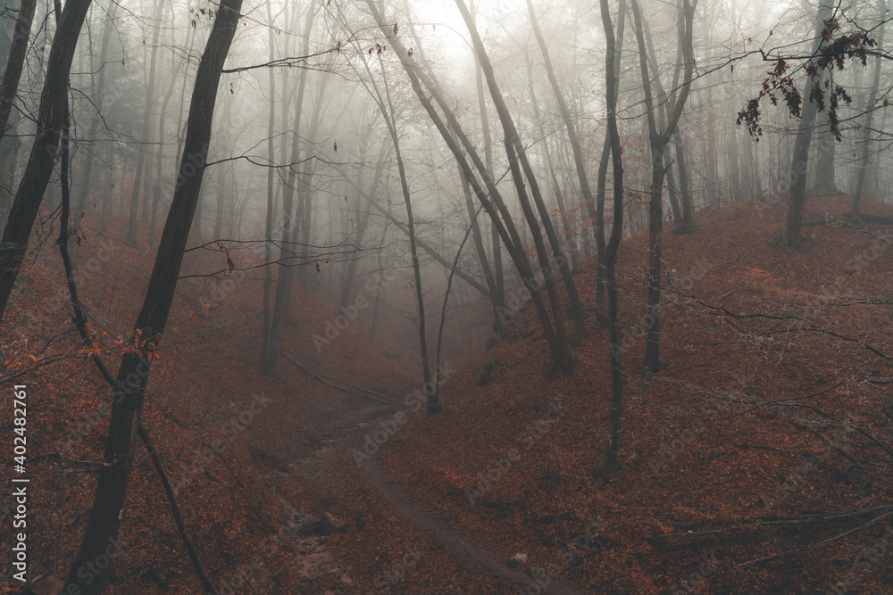 Naklejka premium Las Wolski w Krakowie we mgle