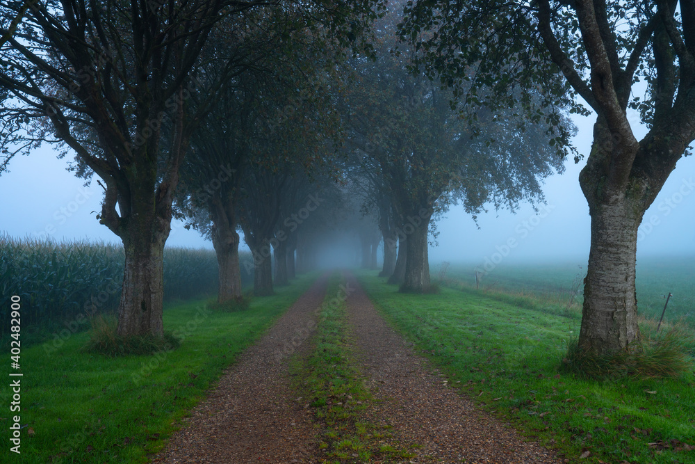 Morning fog and trees Morning fog and trees