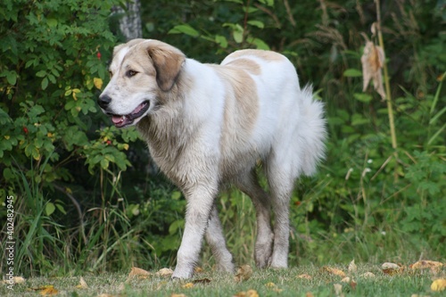 Great Pyrenees dog striding through the grass