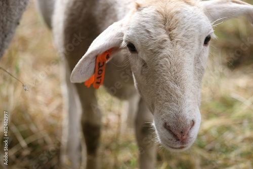 portrait of white Katadin sheep