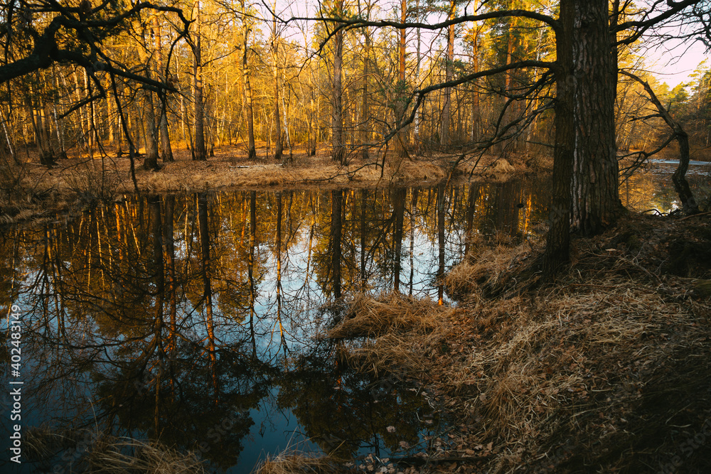 Obraz premium reflection of trees in the water