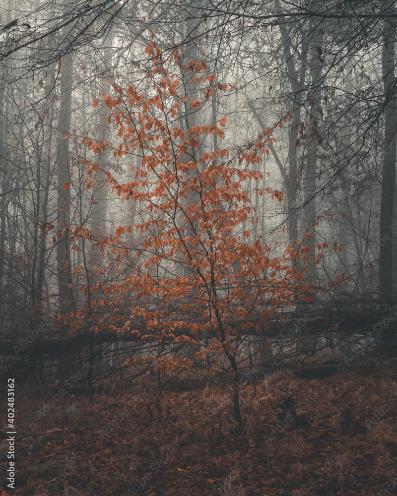 Obraz premium Las Wolski w Krakowie we mgle