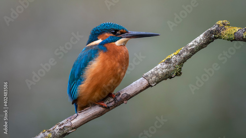 Kingfisher © Jeff