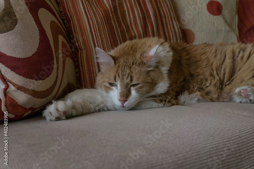 Fototapeta Naklejka Na Ścianę i Meble -  bonito gato sobre un sillón, el fondo combina con el color del gato.
