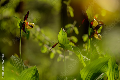 Frauenschuh im Wald bei tiefer Nachmittagssonne photo