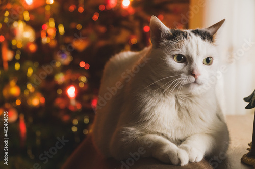 Biały kot na świątecznym tle © Jakub