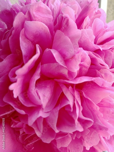 pink flower © Olha