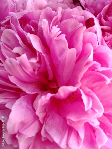 close up of pink dahlia © Olha