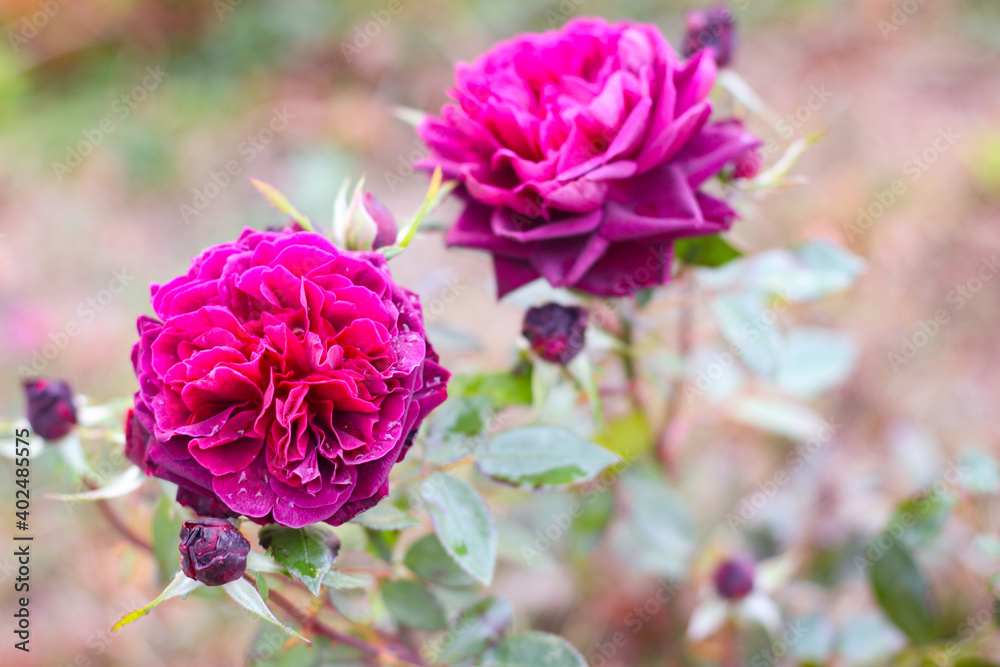 Wonderful rose bush flower in selective focus Wonderful rose bush flower in selective focus