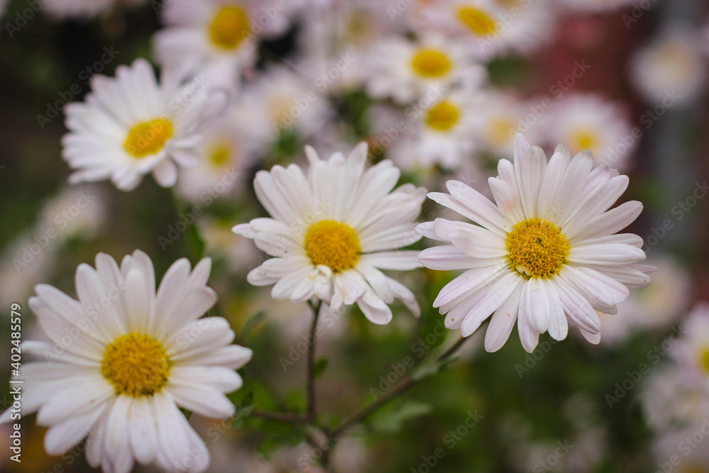 Beautiful chamomile flower in selective focus Beautiful chamomile flower in selective focus