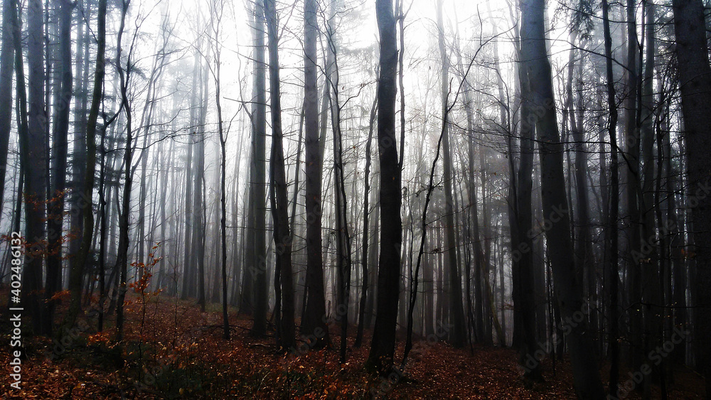 misty morning in the forest misty morning in the forest