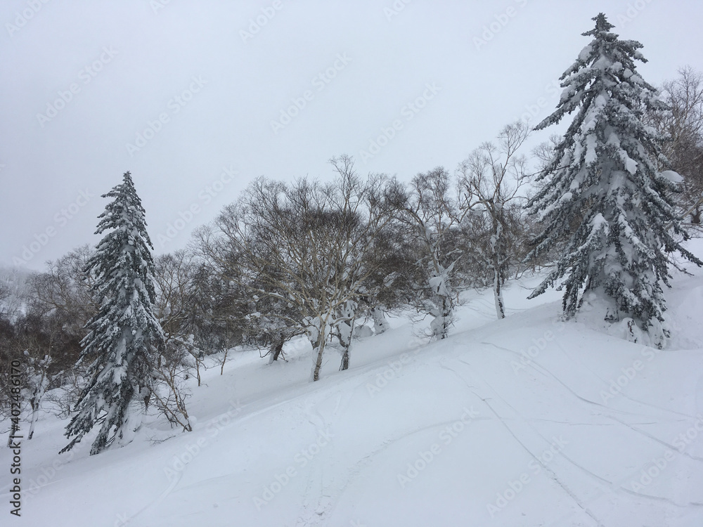 Snow covered trees and landscape at a ski resort in Japan.