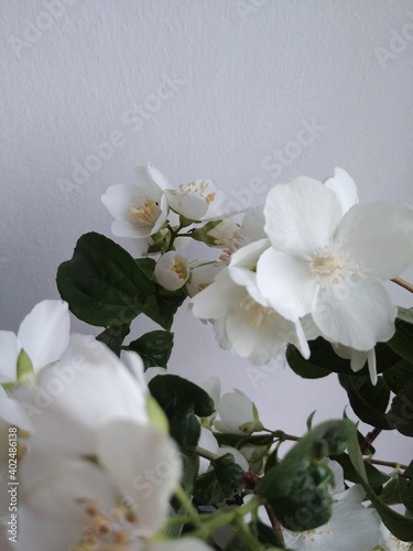 apple tree blossom