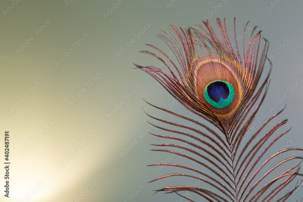 Obraz premium Peacock feather against light green background