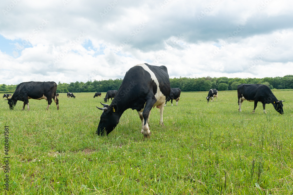 milchkuh auf wiese kuh milch bauer landwirtschaft rind versorgung lebensmittel öko natur freilandhaltung milchkuh auf wiese kuh milch bauer landwirtschaft rind versorgung lebensmittel öko natur freilandhaltung