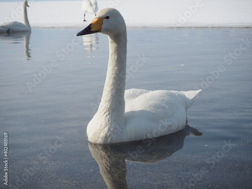 屈斜路湖の白鳥