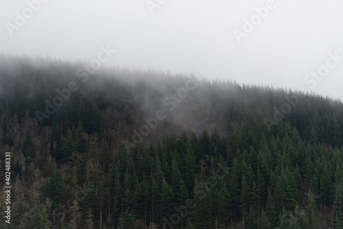 Foggy forest mountain trees of the Pacific Northwest
