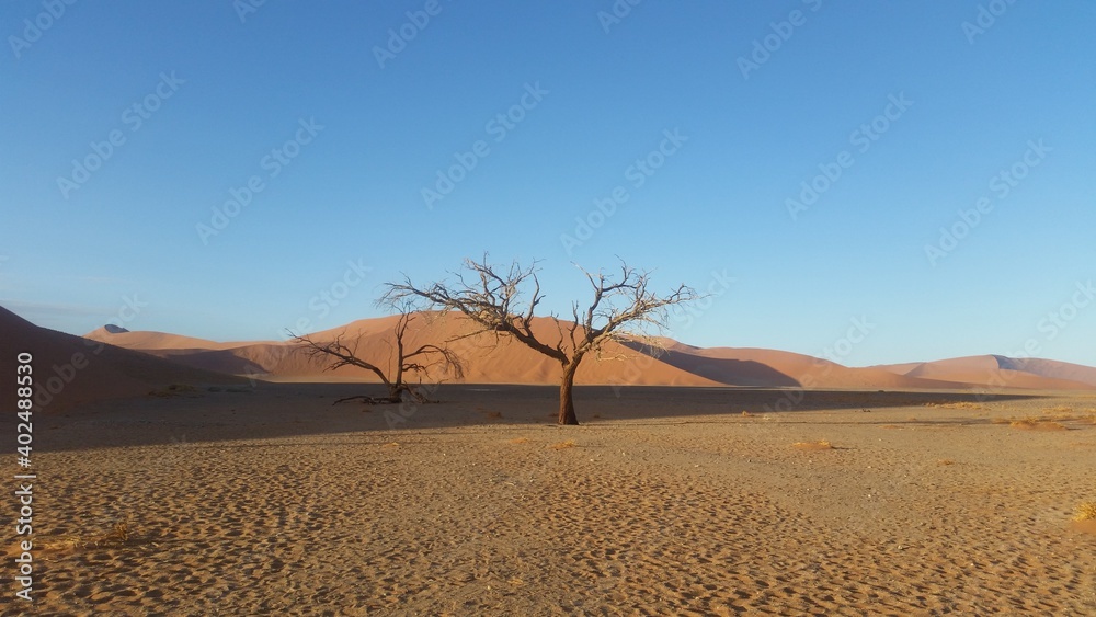 Baum bei Düne 45 in Namibia