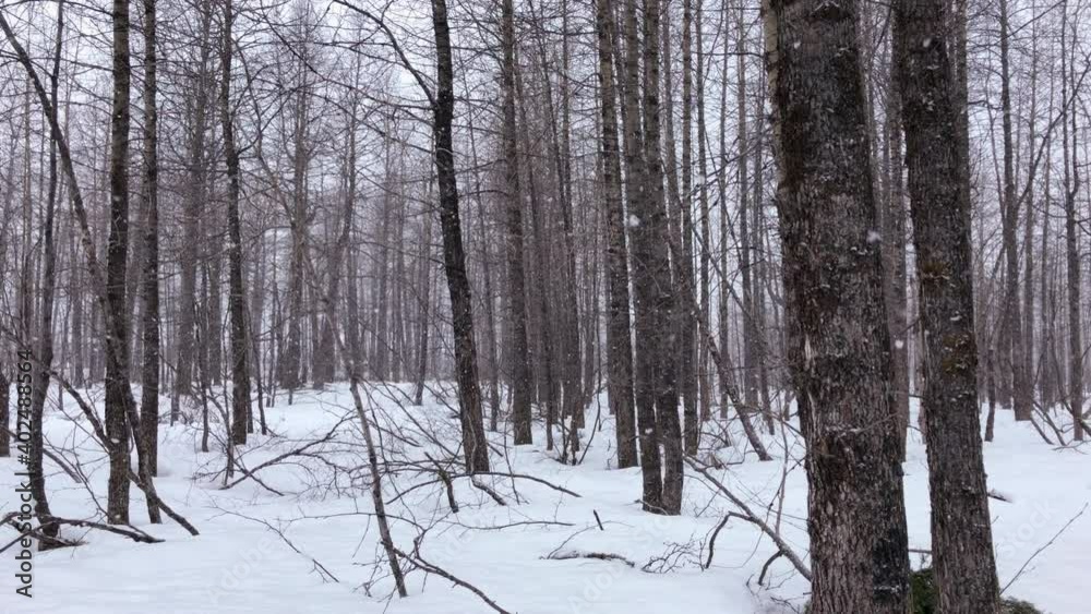 Snow falling softly in the winter woods near Portage Alaska. Snow falling softly in the winter woods near Portage Alaska.