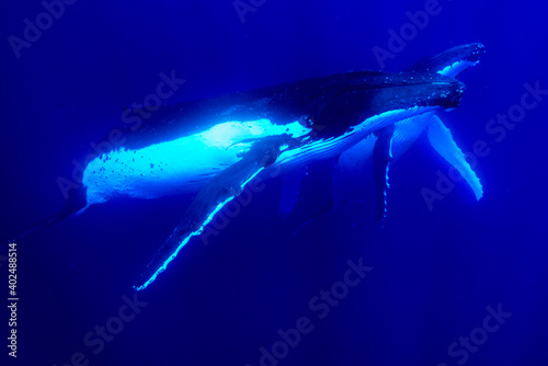 Humpback whales in Tonga © Bruce