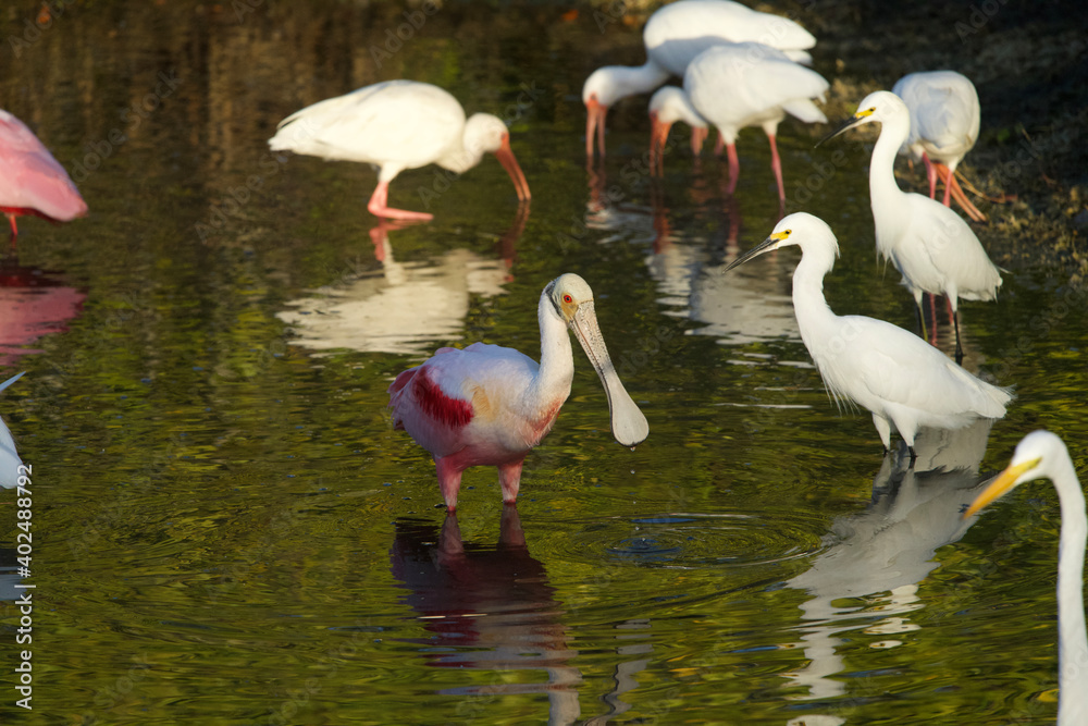 Great Egret Roseate Spoonbill White Ibis Great Egret Roseate Spoonbill White Ibis