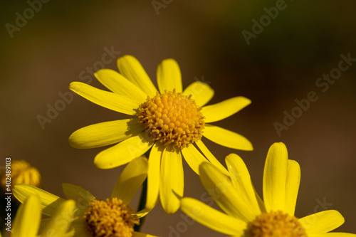 Macro of eastern groundsel (Senecio vernalis), yellow flower