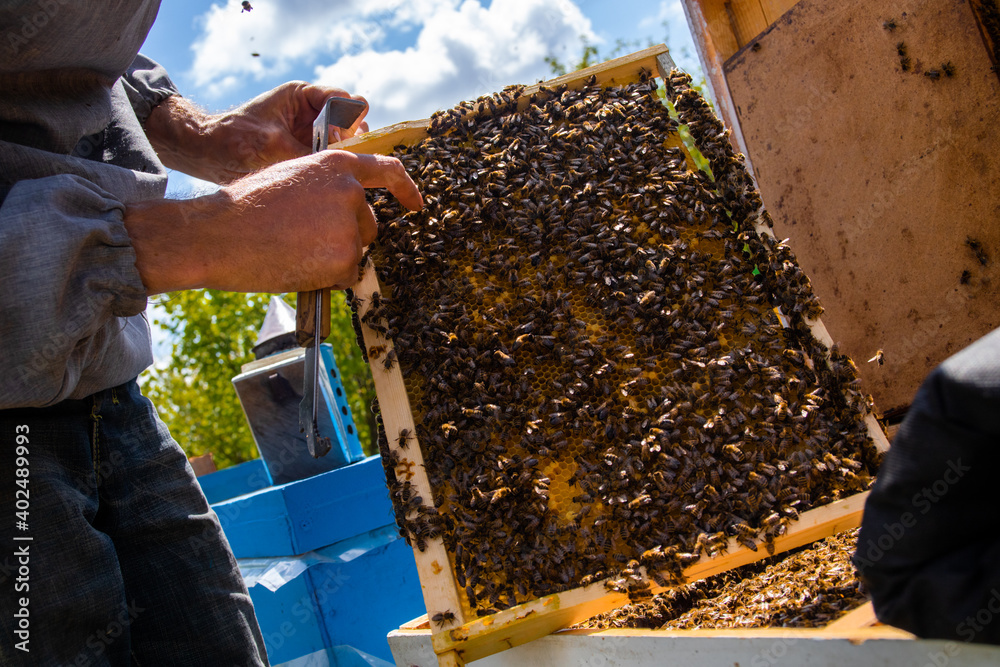 beekeeper holds frame with sealed brood. man in protective suit works on apiary. Occupation in quarantine beekeeping and breeding of breeding queen bee. beekeeper holds frame with sealed brood. man in protective suit works on apiary. Occupation in quarantine beekeeping and breeding of breeding queen bee.