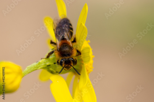 Macro of the tawny mining bee, Andrena fulva sitting on eastern groundsel (Senecio vernalis)