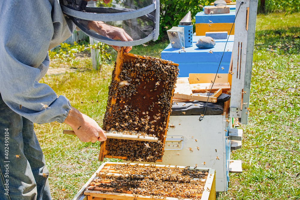 beekeeper swipes bees from frame, uniting bee family and puts frame with queen cells in apiary. Beekeeping. Beekeeper grey protective suit costume checks beehives with bees, caring for frames