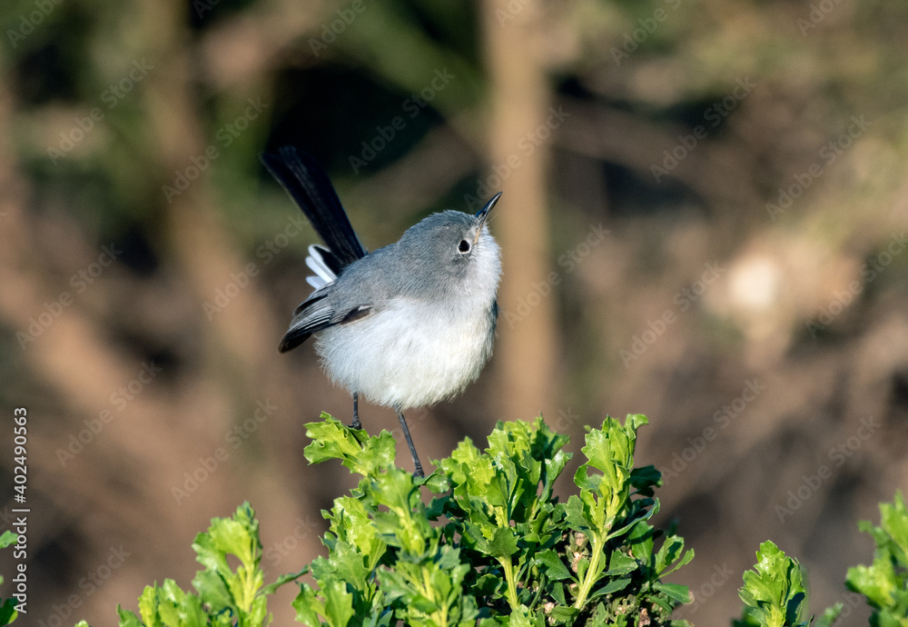 Naklejka premium Cute Blue Grey Gnatcatcher bird perched on top of estuary bush while foraging around the branches for bugs to eat