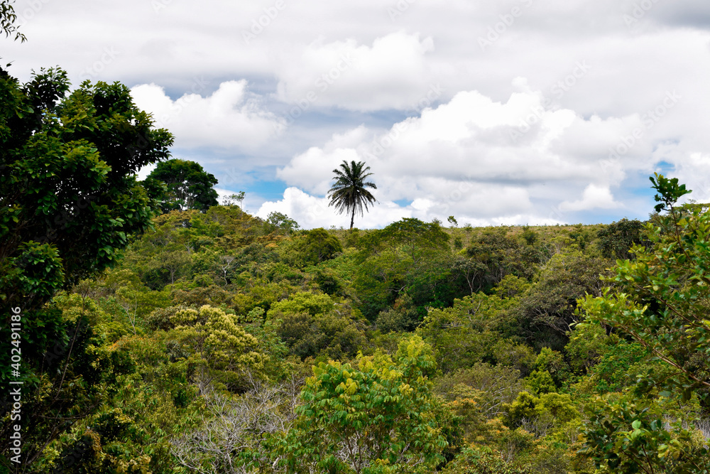 Área de preservação ambiental de Mata Atlântica, reserva de floresta tropical	