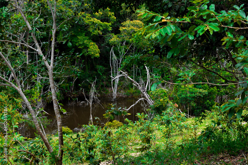 Área de preservação ambiental de Mata Atlântica, reserva de floresta tropical Área de preservação ambiental de Mata Atlântica, reserva de floresta tropical