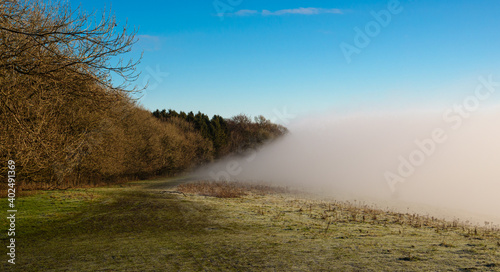 a huge fog bank falls away to the valley below a long curving line of winter trees under a clear blue sky  Martinsell Hill  Wiltshire 