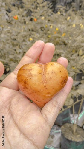 potatoes in the hands