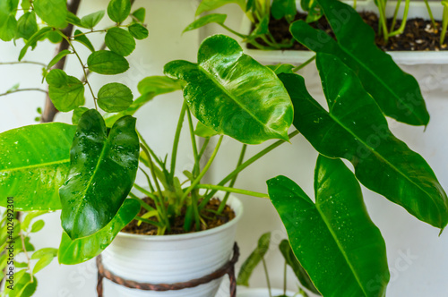 selectively focus on the philodendron burle marx plant photo