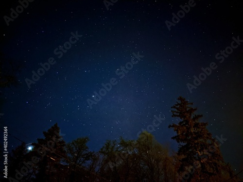 Stars in a forest