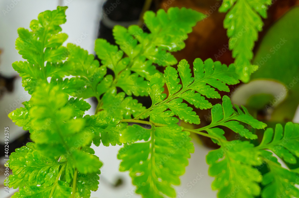 selectively focus on fern plant photos selectively focus on fern plant photos