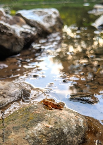 orange baby salamander on creek