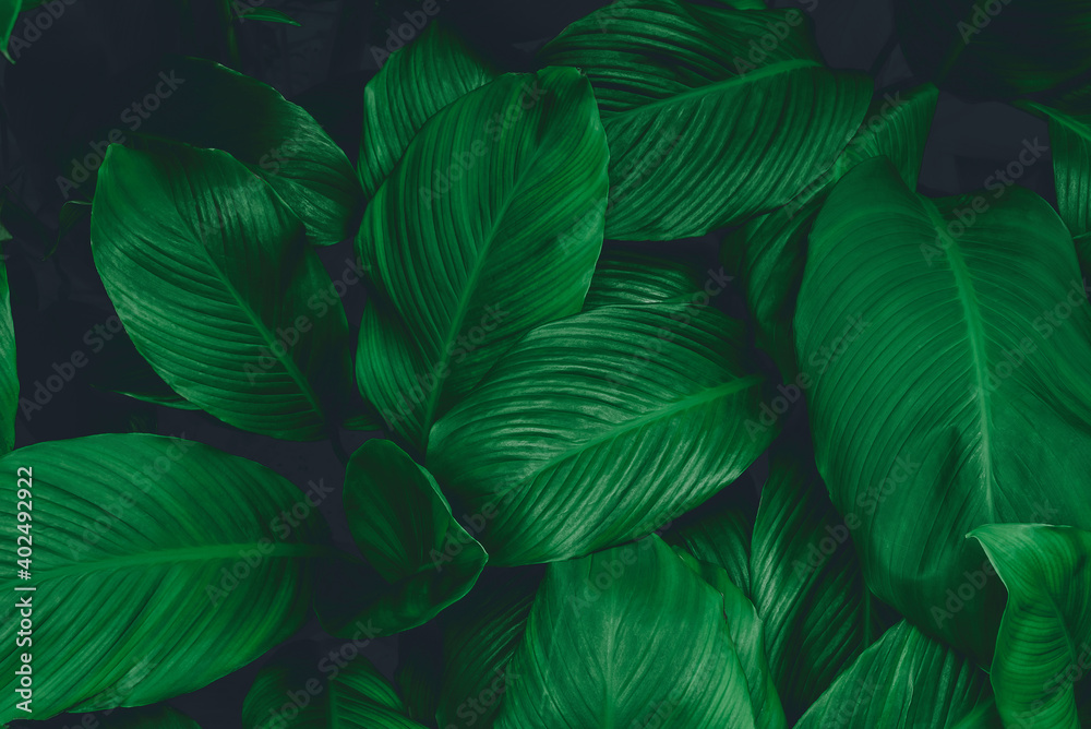 Fototapeta leaves of Spathiphyllum cannifolium, abstract green texture, nature background, tropical leaf