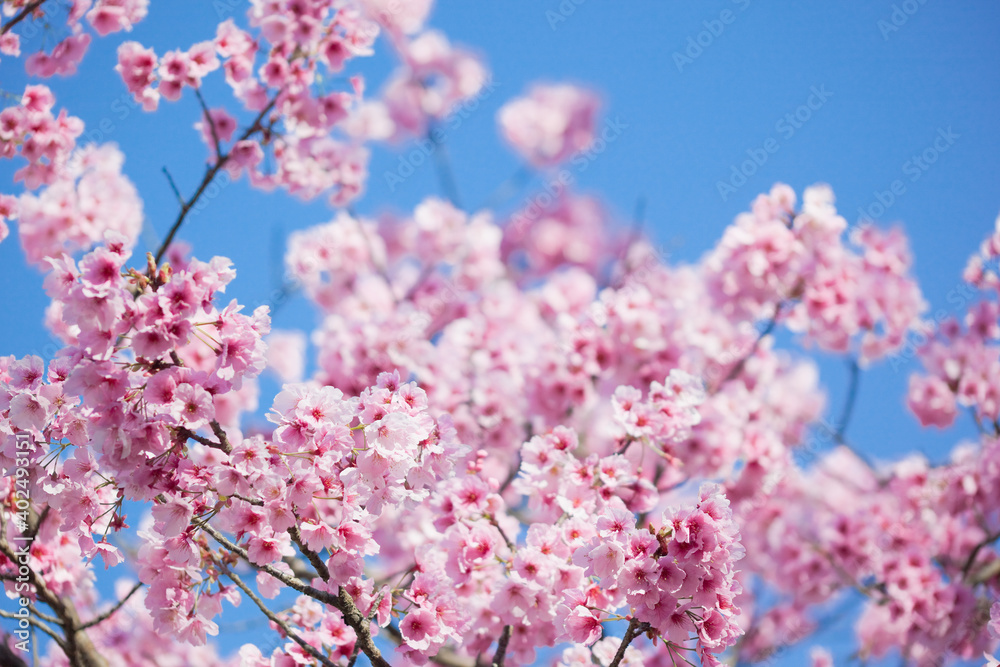 青空をバックに陽光桜	