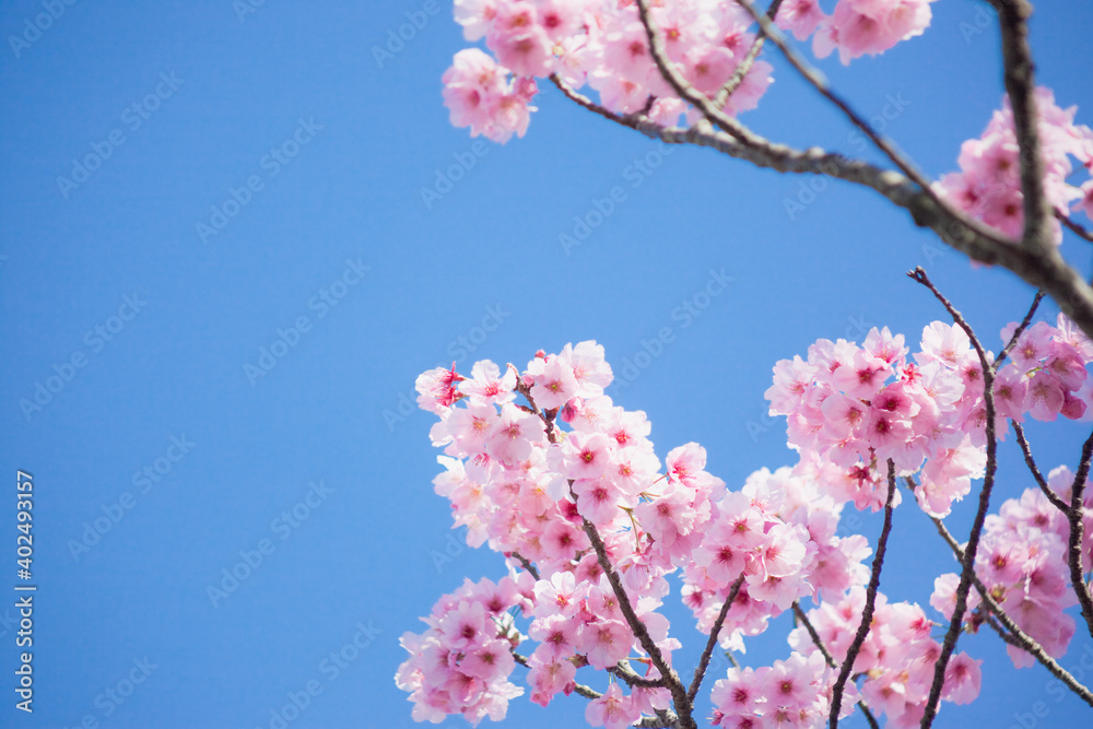 青空をバックに陽光桜	