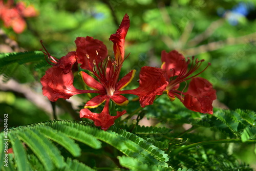 Foto bright red open flower and green leaves of Delonix regia in partial shade with s
