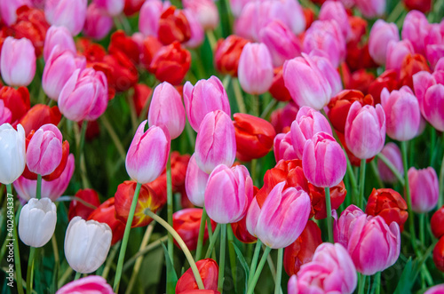 Beautiful fresh tulip flowers