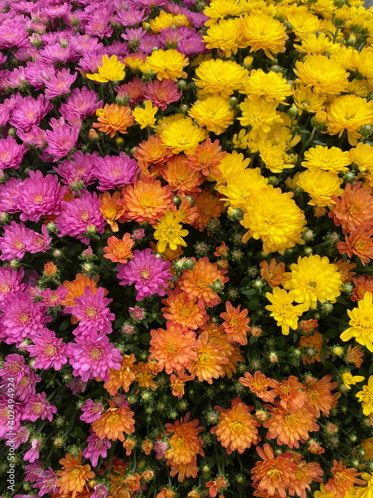 colorful flowers background colorful flowers background