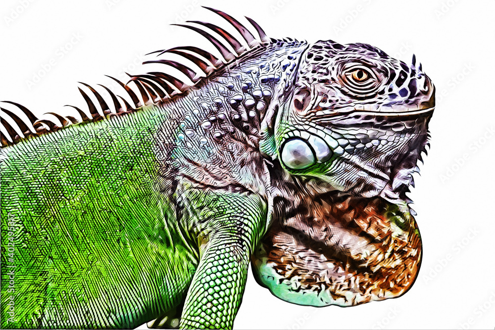 Fototapeta premium A big iguana lizard on white background.