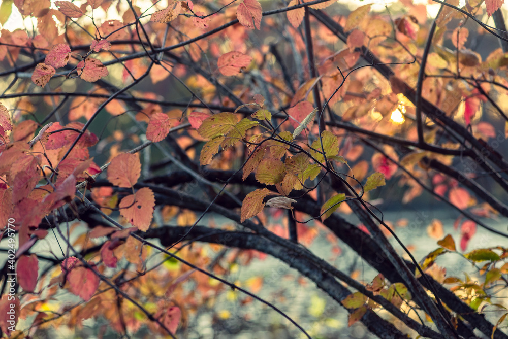 Close-up of autumn leaves in late afternoon sun beside a lake