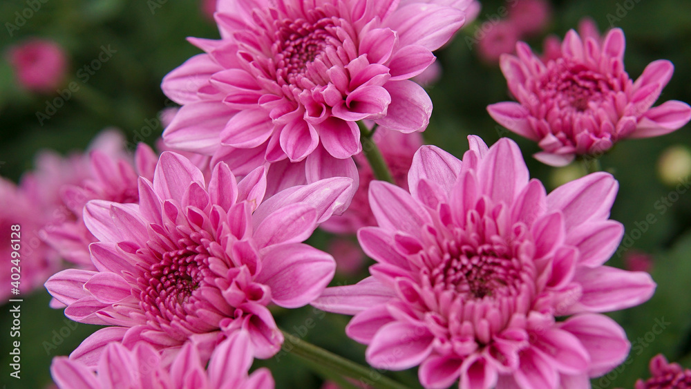 flowers flowers
