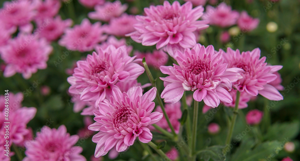 flowers flowers