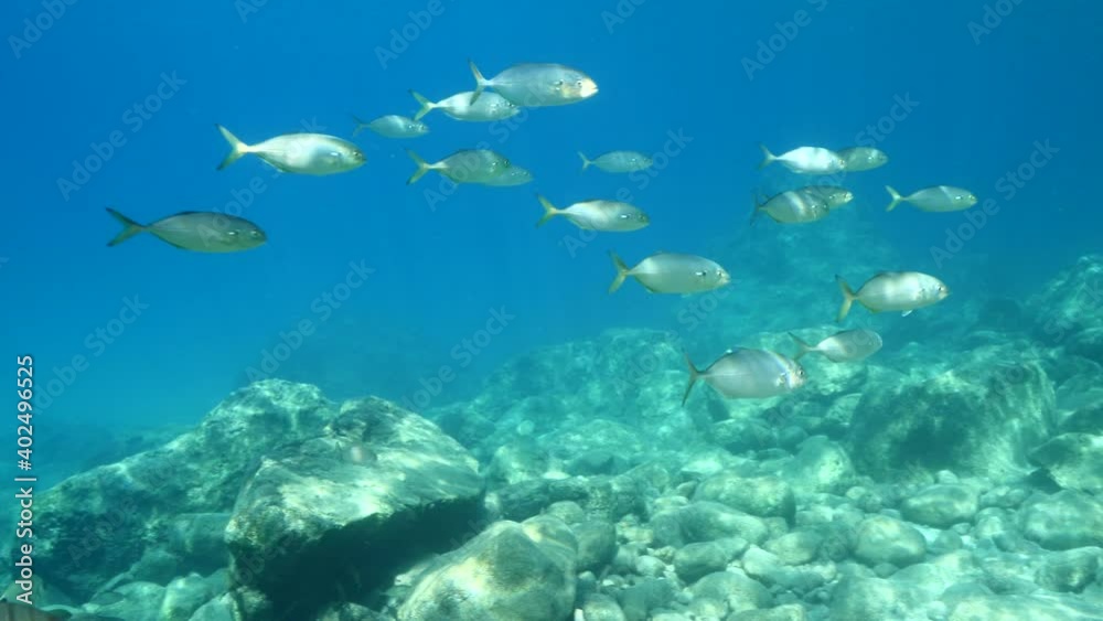 underwater scenery of mediterranean rocks and reef deep blue clean water ocean scenery some fish around with sun beams and rays fish invasive underwater scenery of mediterranean rocks and reef deep blue clean water ocean scenery some fish around with sun beams and rays fish invasive