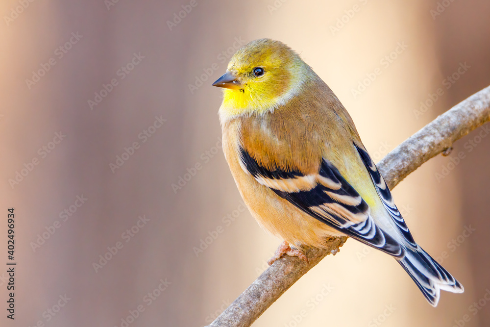 Obraz premium Cose up portrait of an American Goldfinch (Spinus tristis) perched on a tree limb during autumn. Selective focus, background blur and foreground blur 